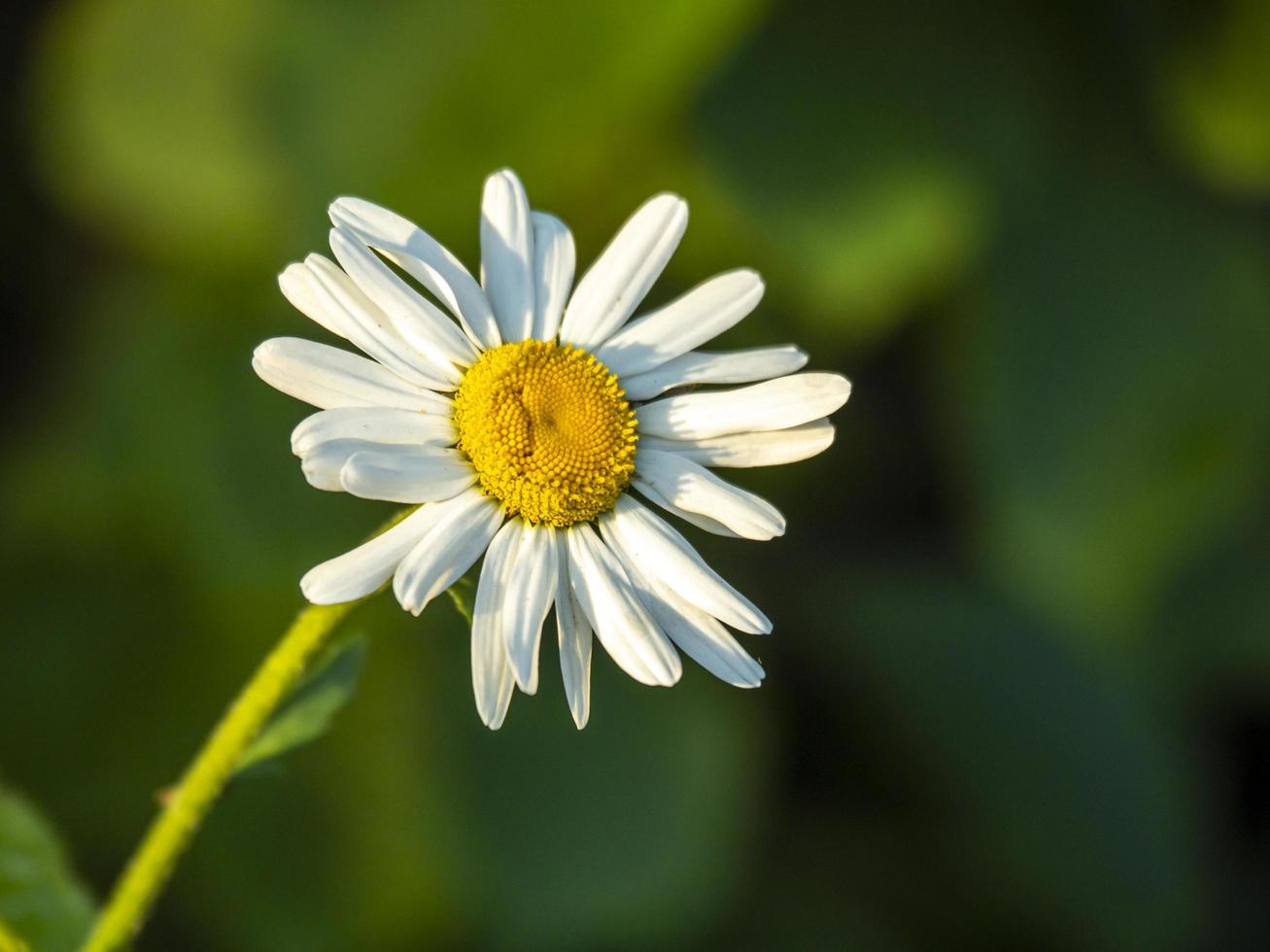 närbild av en enda vit tusensköna blomma foto