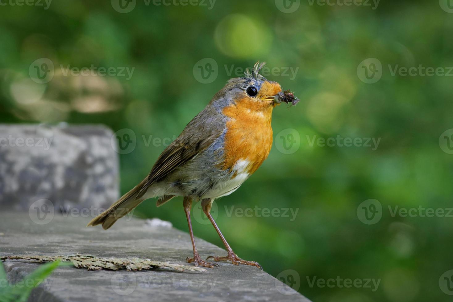 en ung robin med olika fångade insekter i näbben foto