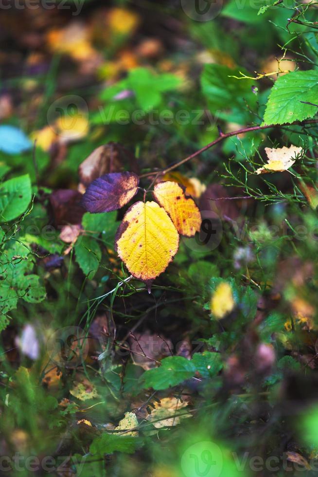 löv i höstskogen foto