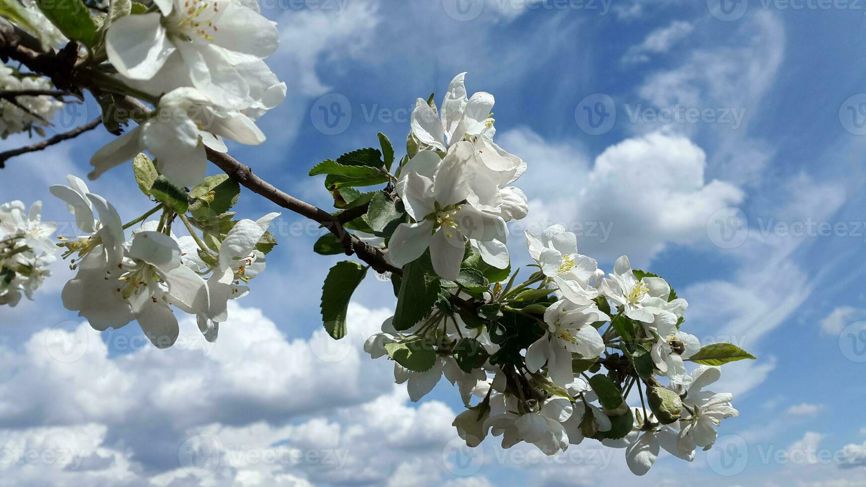 äpple träd i blomma. äpple träd blomma. blomning äpple träd grenar mot de himmel foto