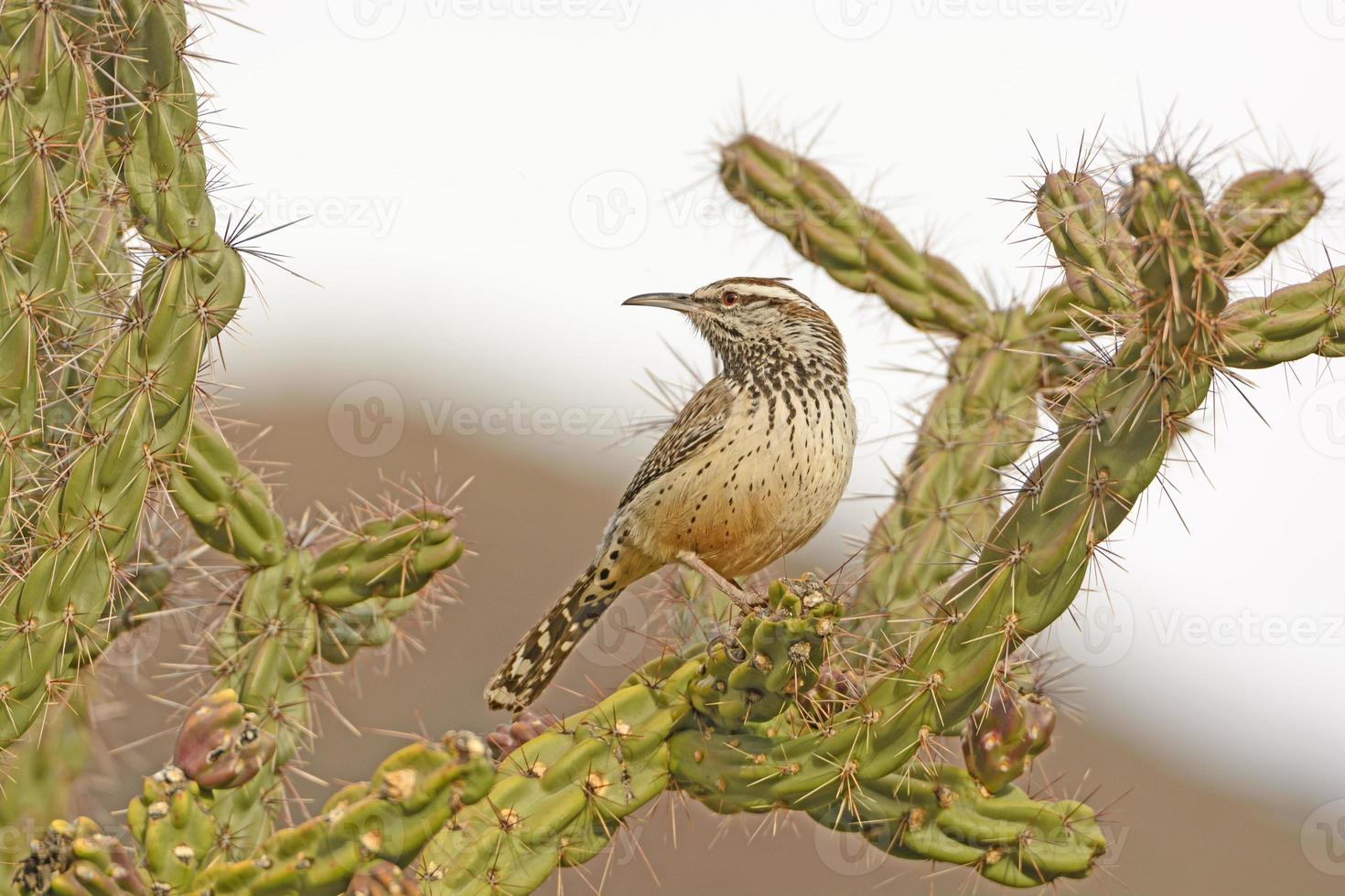 cactus wren på en cholla i öknen foto