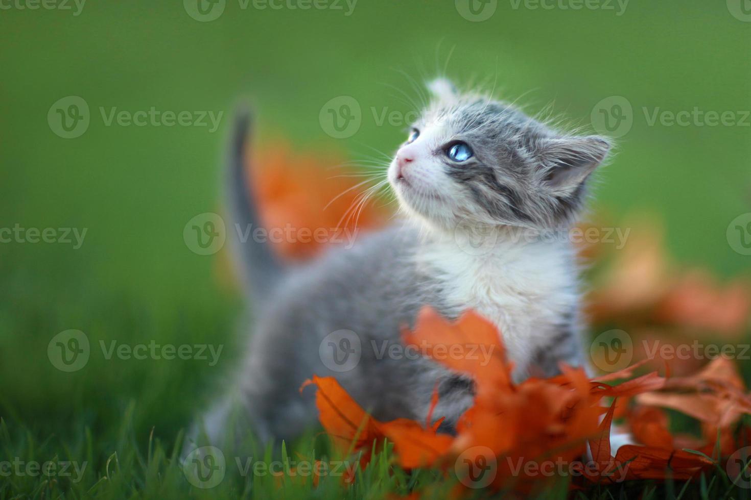 baby kattungar leker utomhus i gräset foto