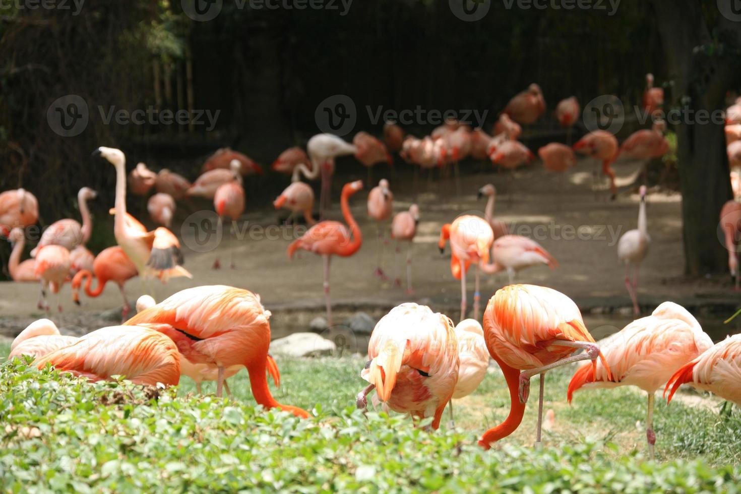 många flamingos med hög skärpedjup foto