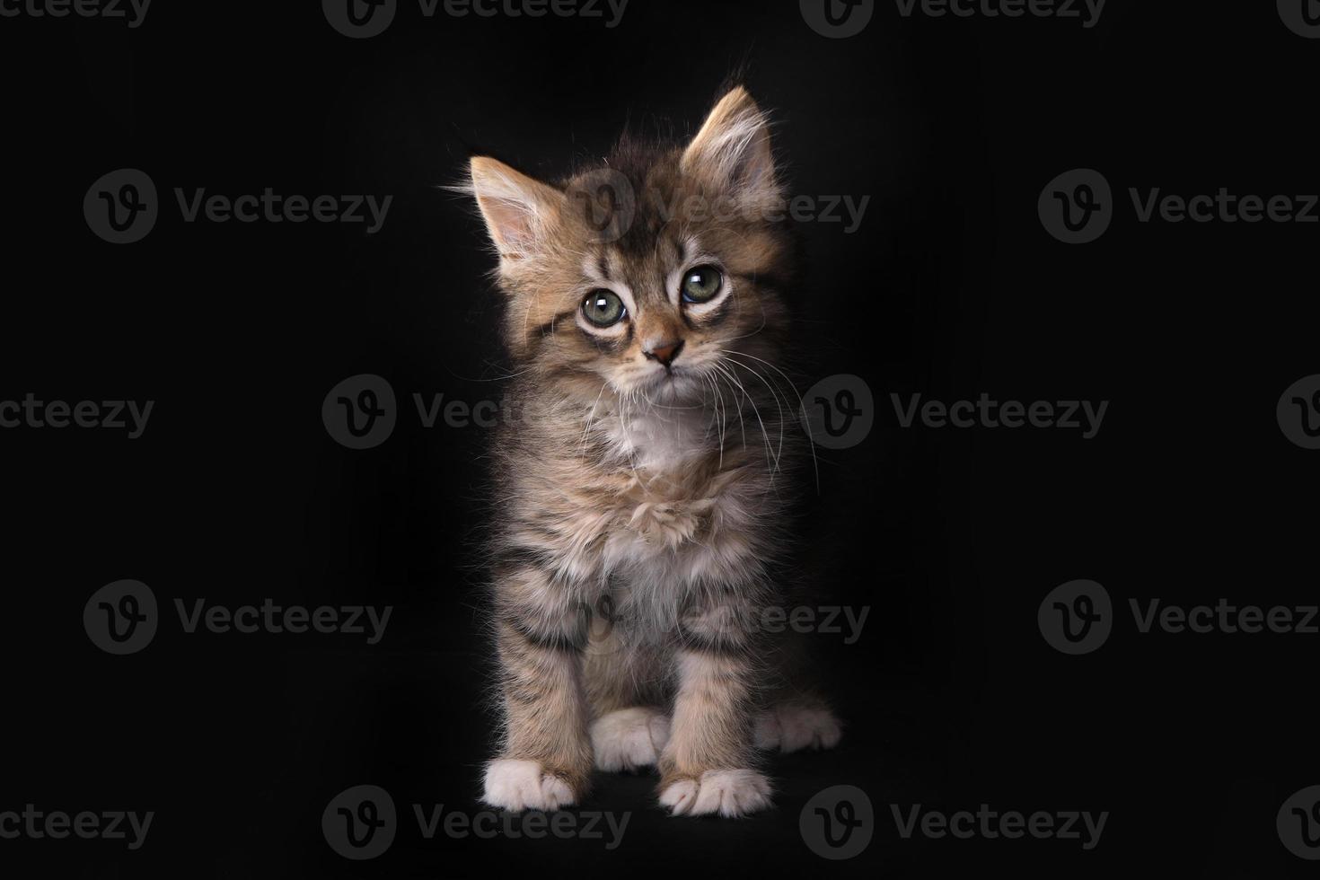 maincoon kattunge med stora ögon foto