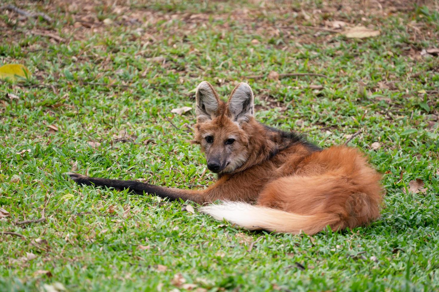 maned wolf chrysocyon brachyurus foto