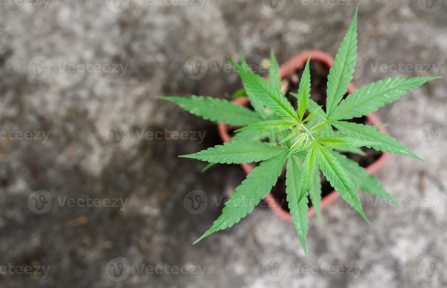 färska marijuana blad foto