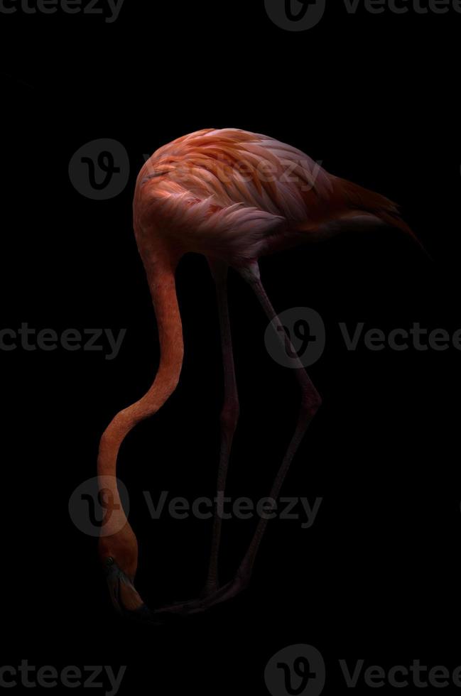 amerikansk flamingofågel i mörk bakgrund foto