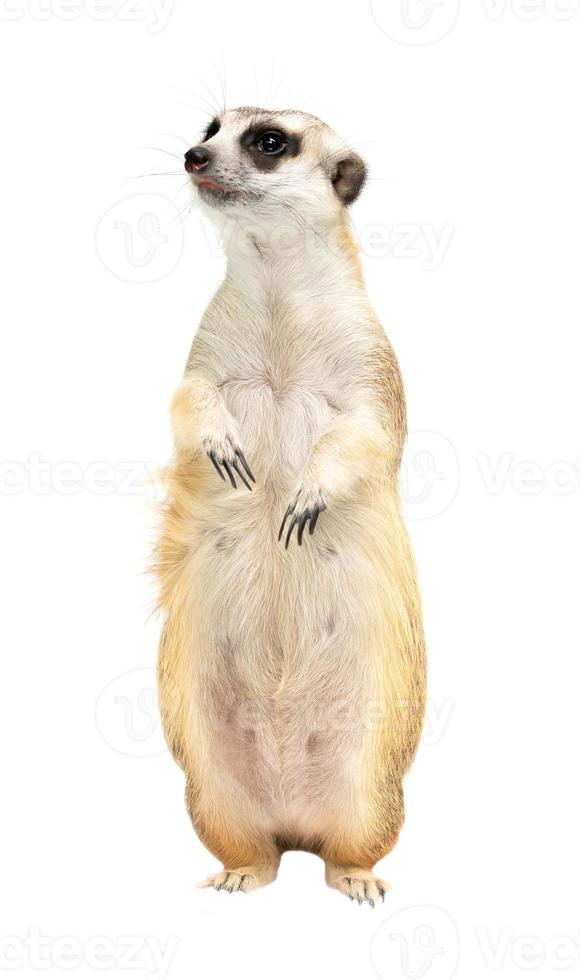 söt surikat suricata suricatta isolerad foto