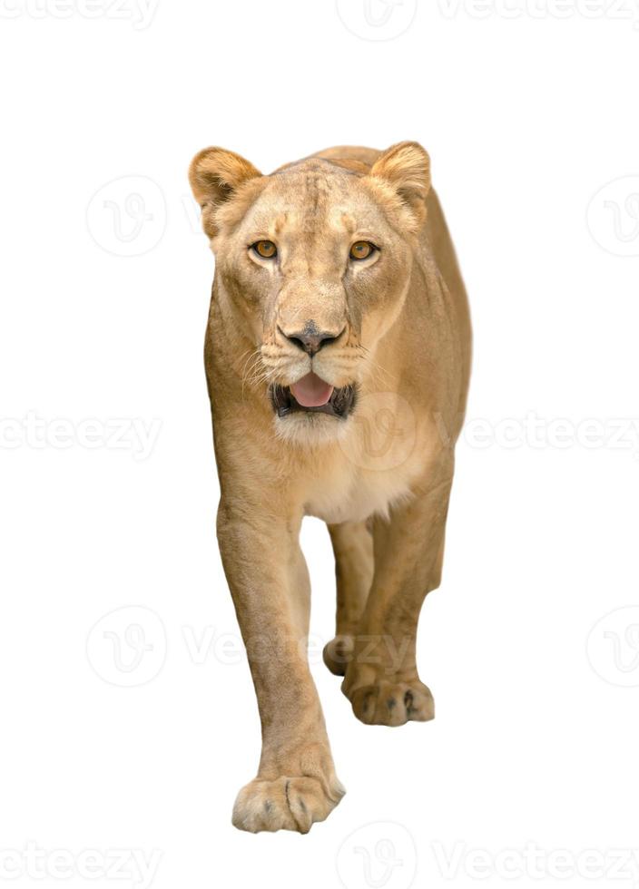 kvinnligt lejon som går isolerad på vit bakgrund foto