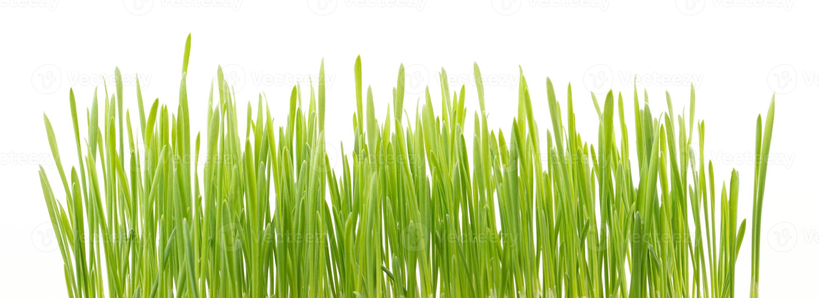 grönt vetegräs isolerat på vit bakgrund foto