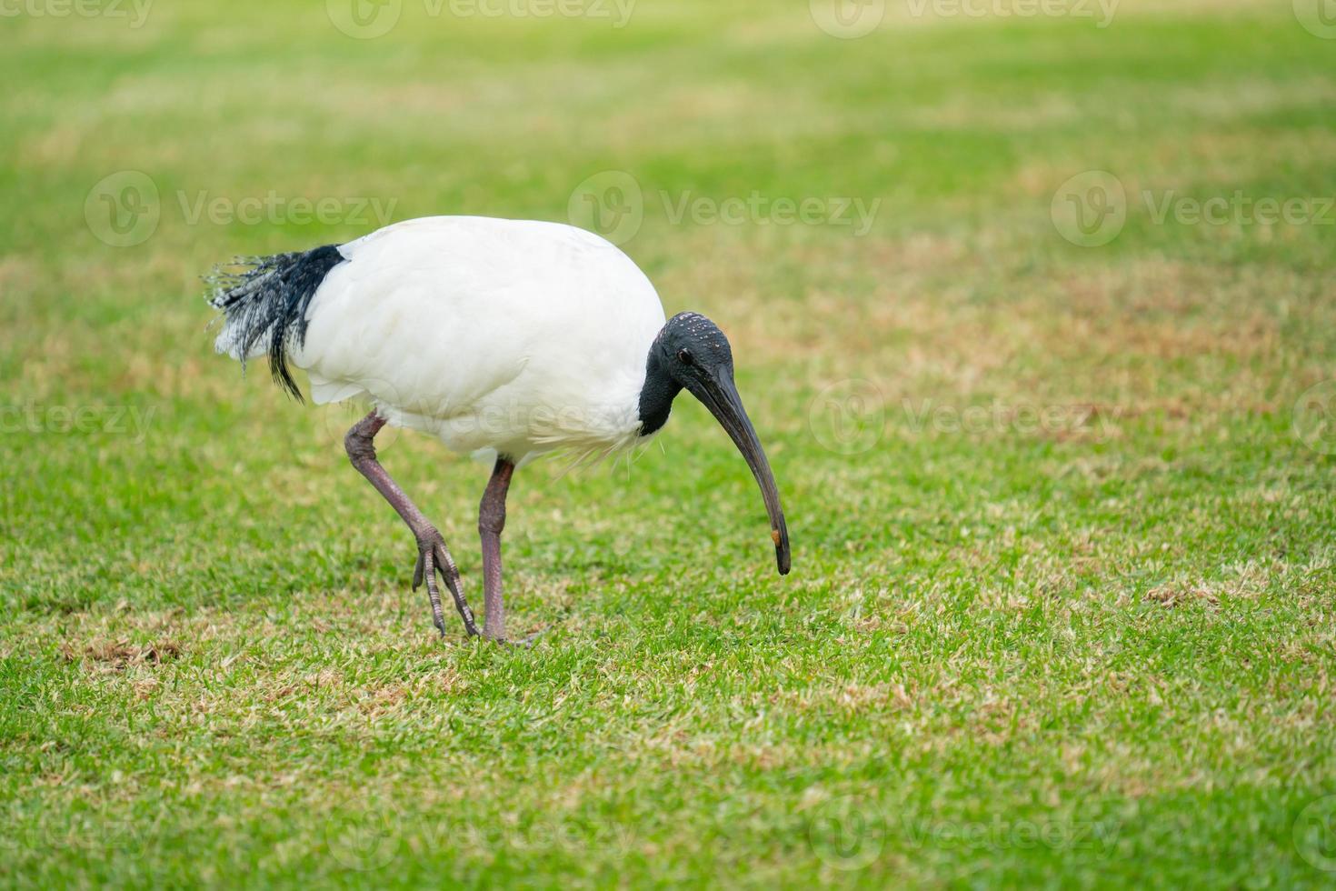 australiska vita ibis foto