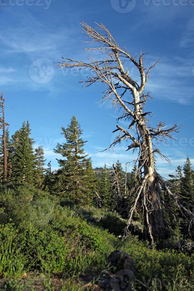 vackert träd i Sierra bergen foto