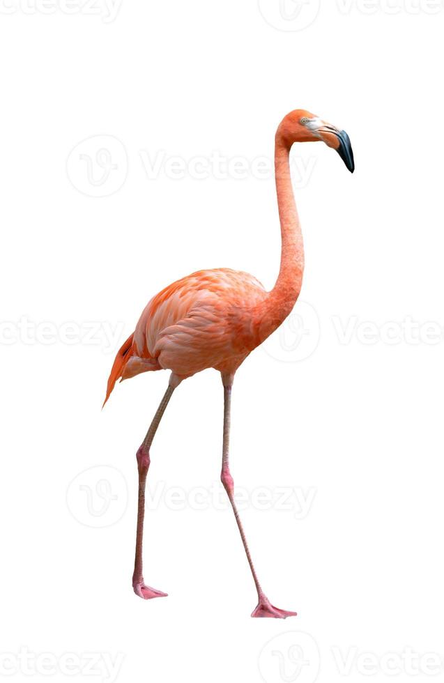 amerikansk flamingofågel phoenicopterus ruber isolerad på vitt foto