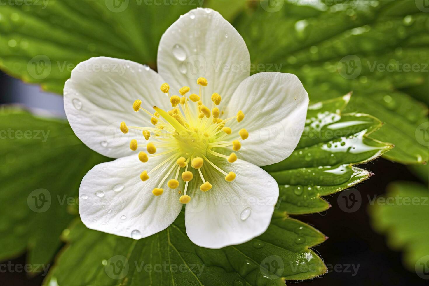 ai genererad jordgubb blomma. ai genererad foto