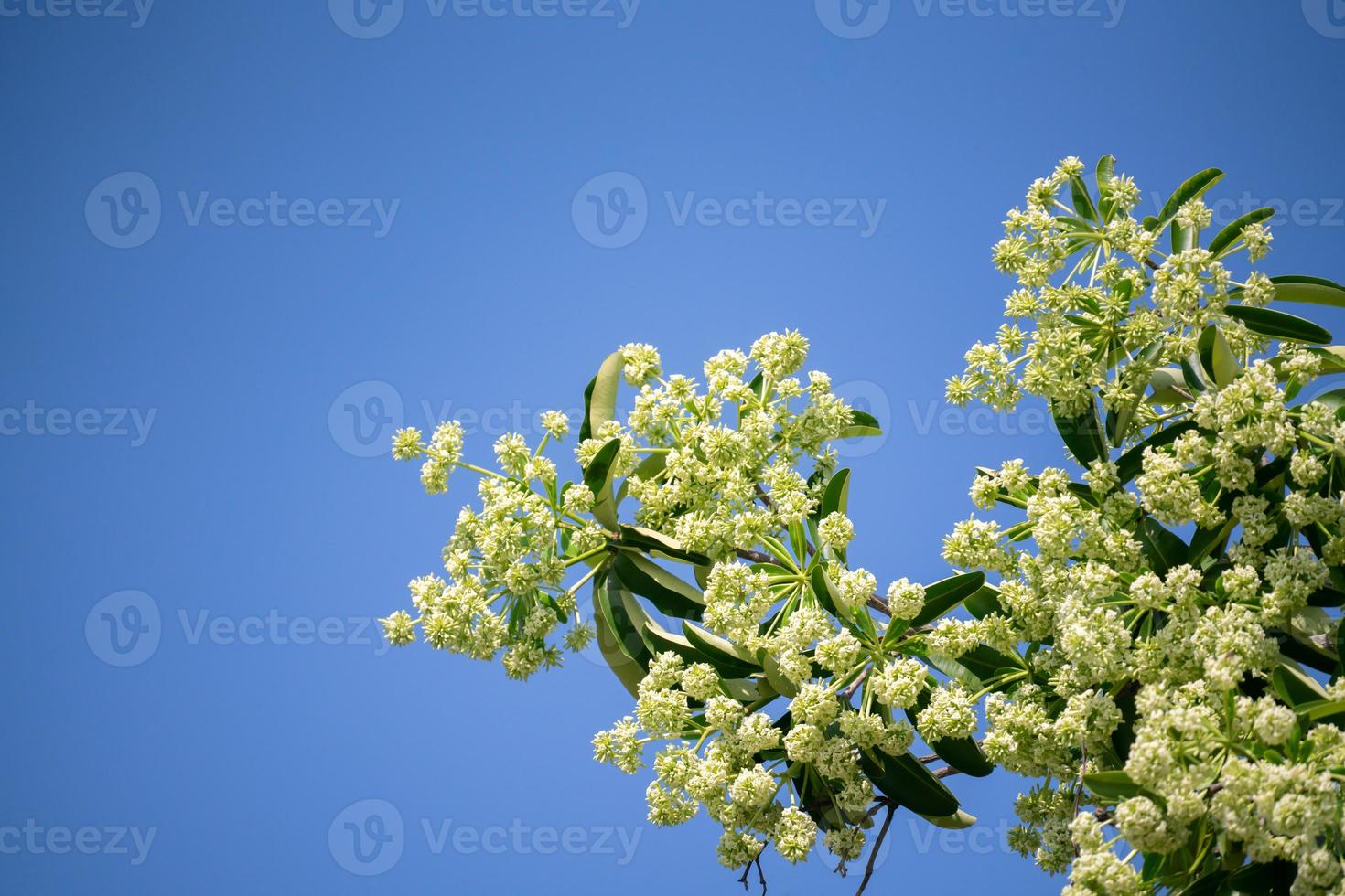 djävulsträdet alstonia scholaris med blommor har en skarp lukt foto