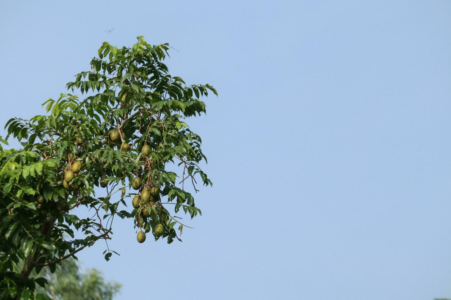 kedondong frukt spondias dulcis fortfarande på de träd isolerat på blå himmel bakgrund foto