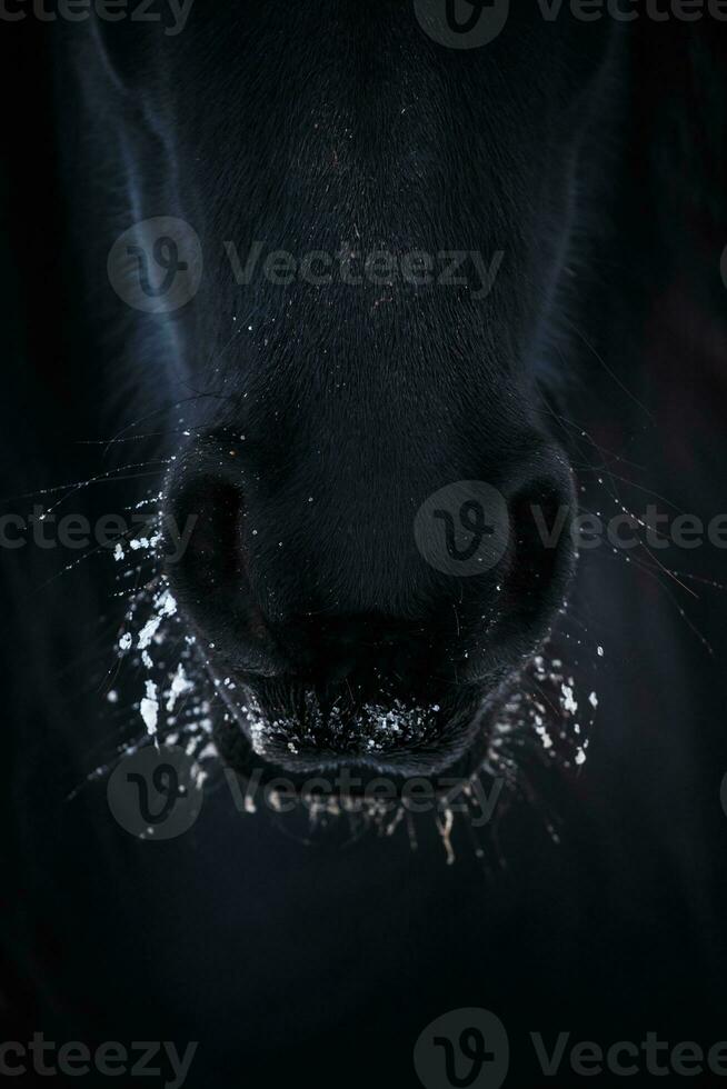 näsborrar av friesian häst i till snö stänga upp foto