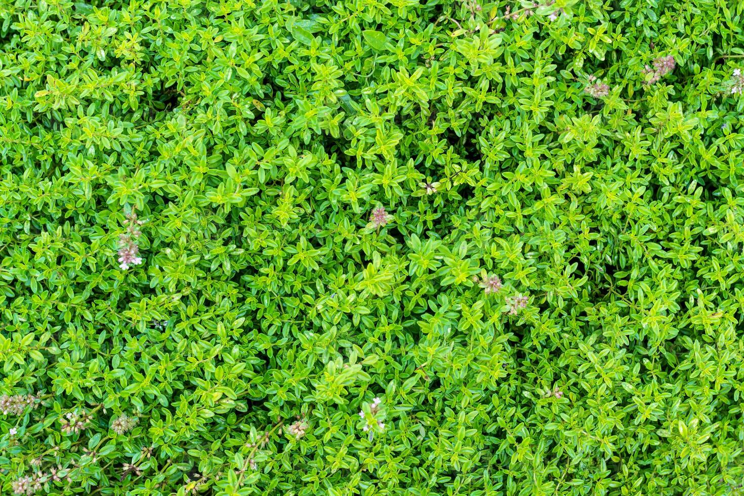 kvistar av färsk timjan, bräss vulgaris, perenn doftande lövverk och ört, i aromatisk trädgårdar i naturlig dagsljus foto