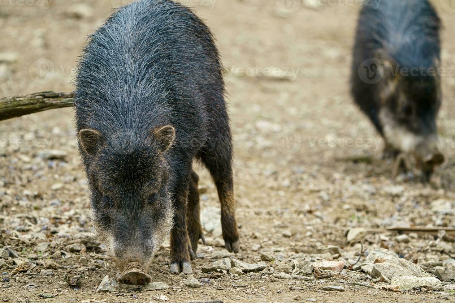 chacoan peccary, också känd som de tagua. foto