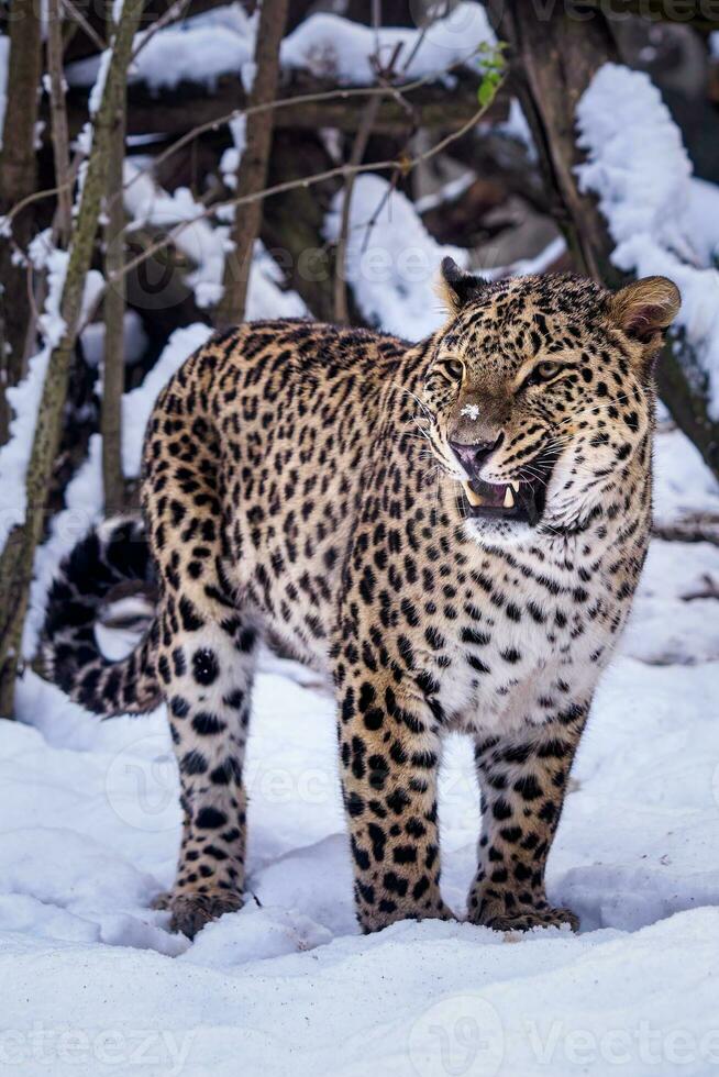 persisk leopard i snö. foto