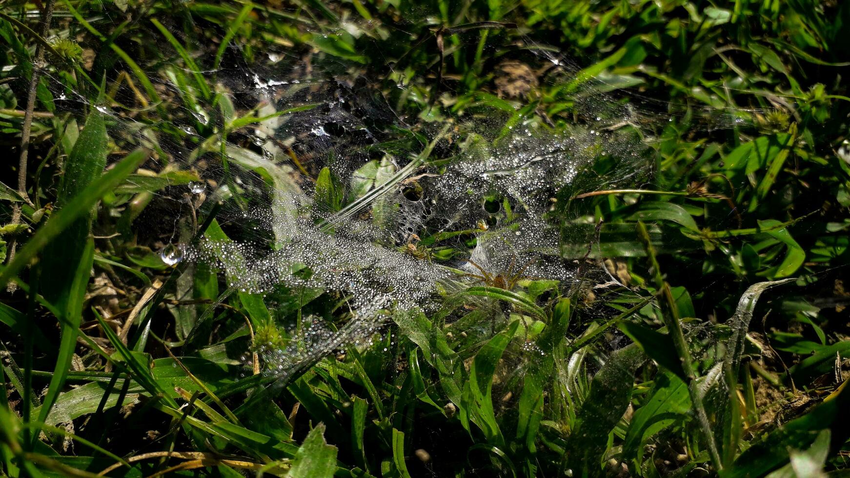 närbild av morgon- dagg droppar omslag en Spindel webb tillverkad förbi en gräs Spindel foto