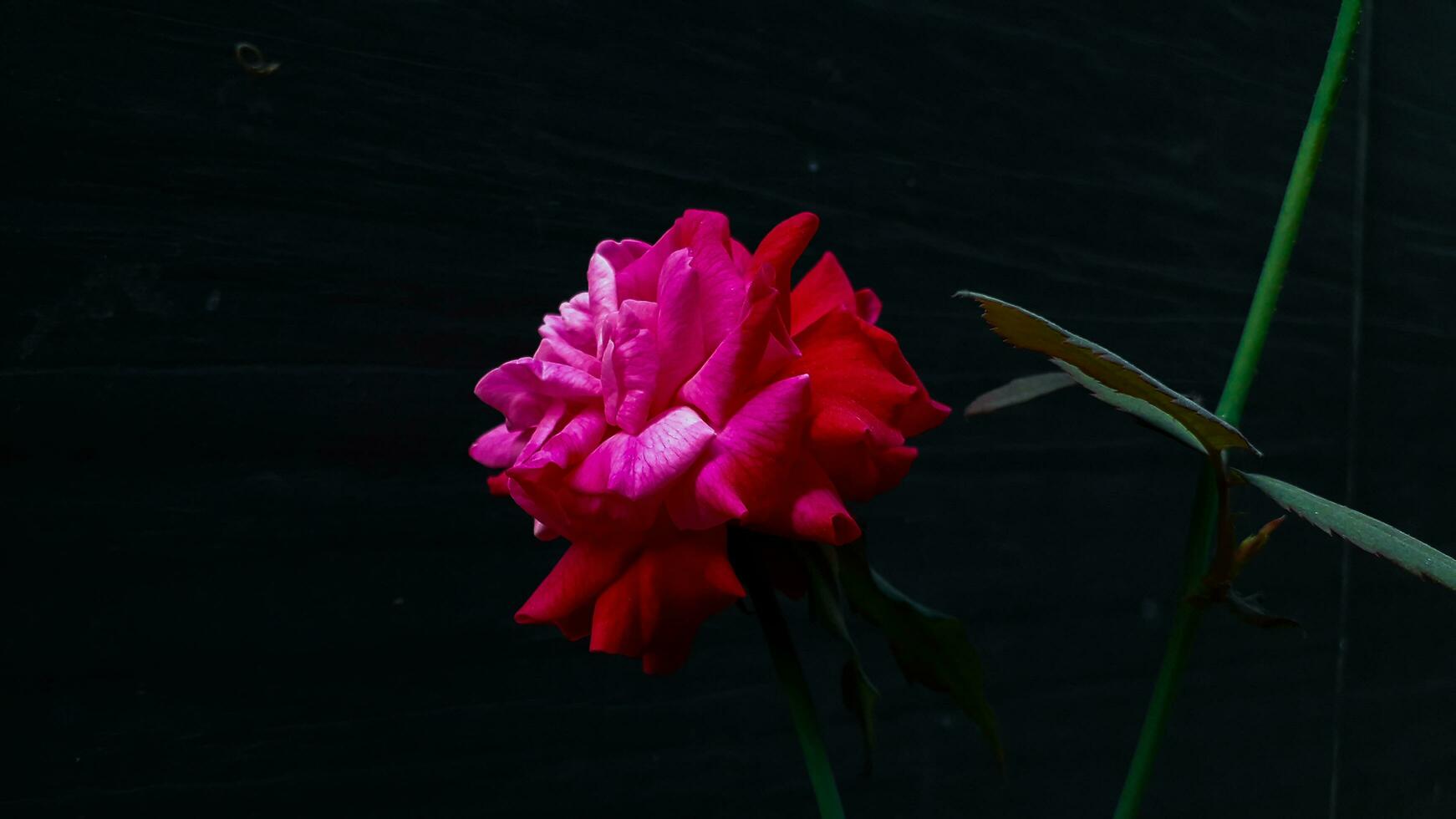 skön röd reste sig blomma isolerat på mörk bakgrund foto