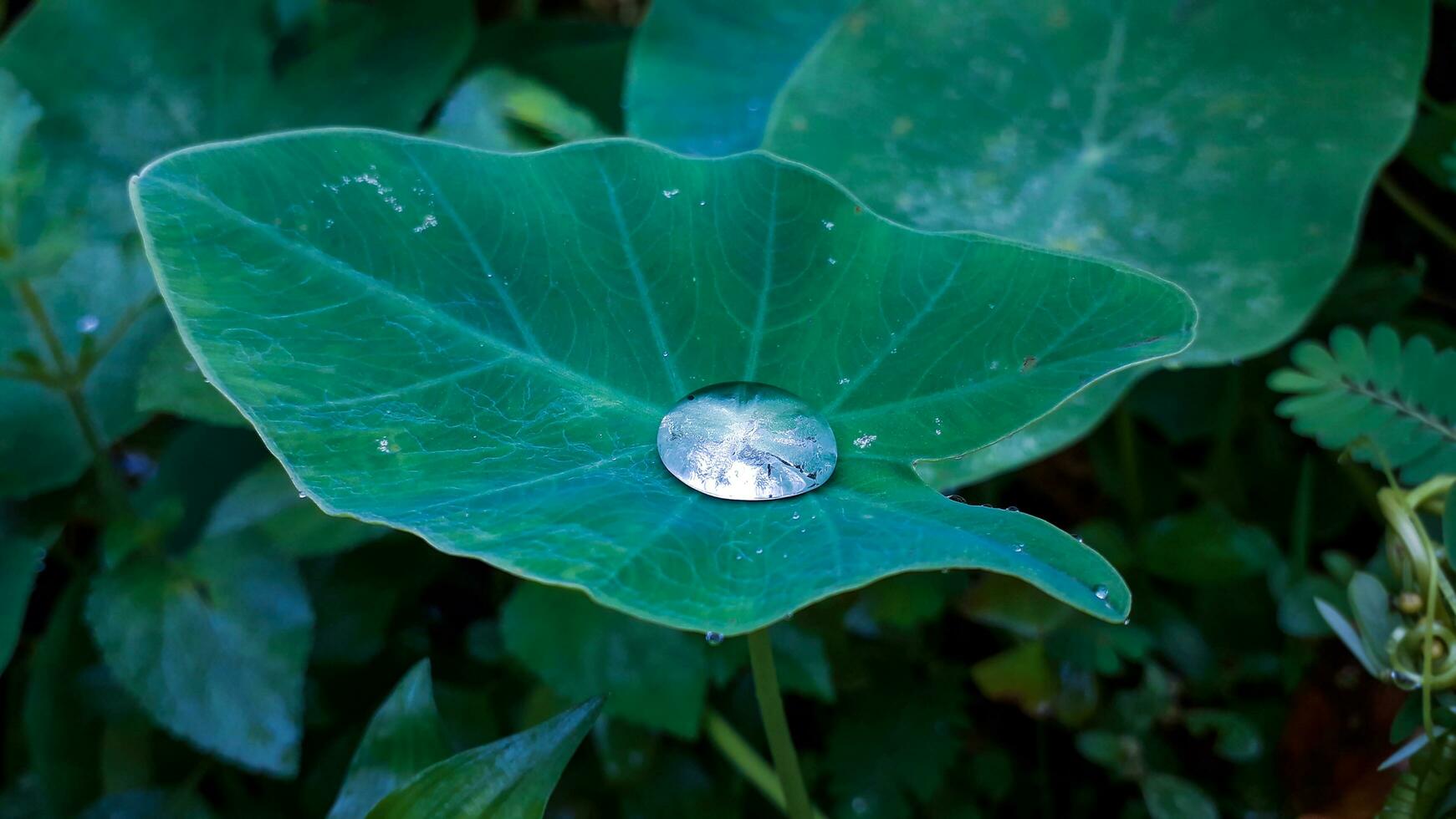 regndroppar på en härlig grön blad foto