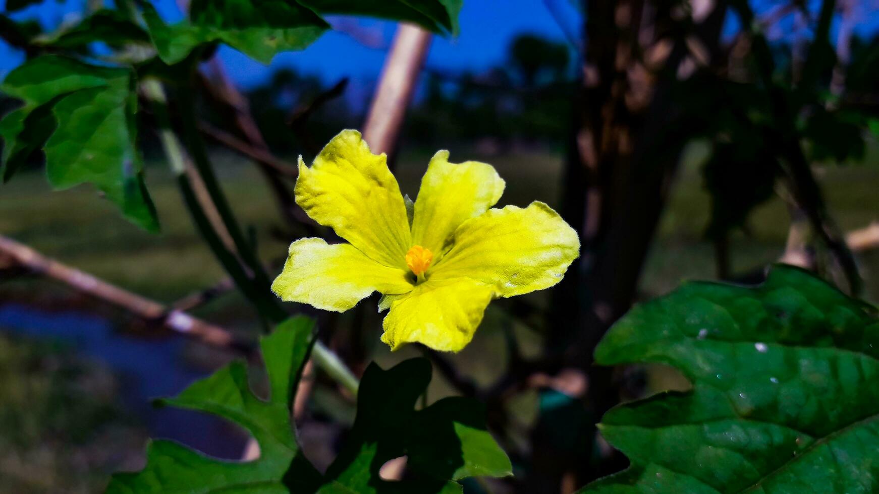 gul Färg bitter kalebass blomma foto