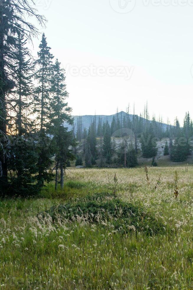 colorado weminuche vildmark landskap och äng foto