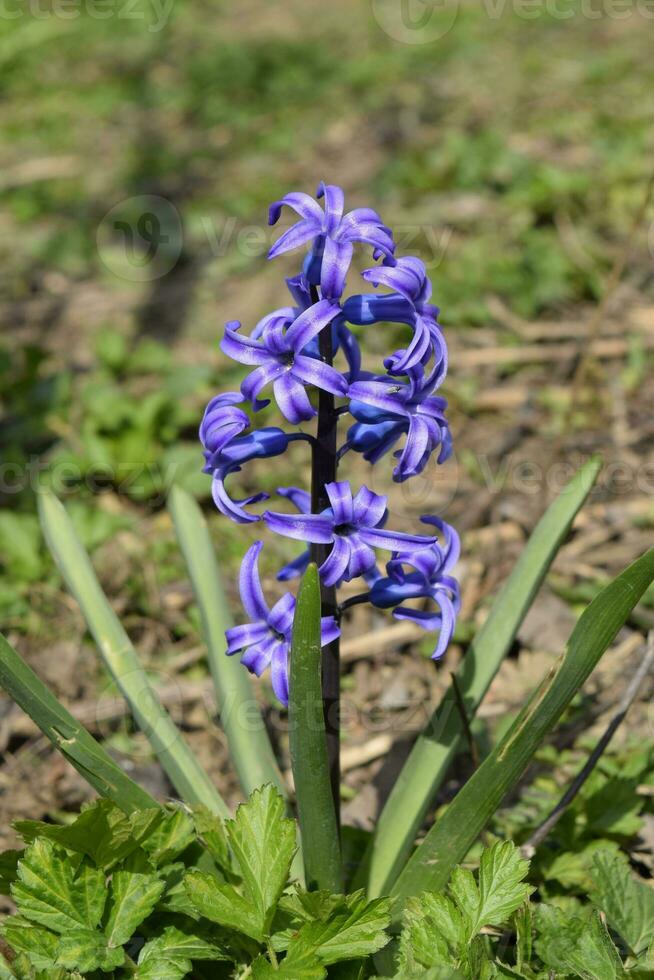 hyacint blooms i de trädgård. de hyacint blomma är blå. foto