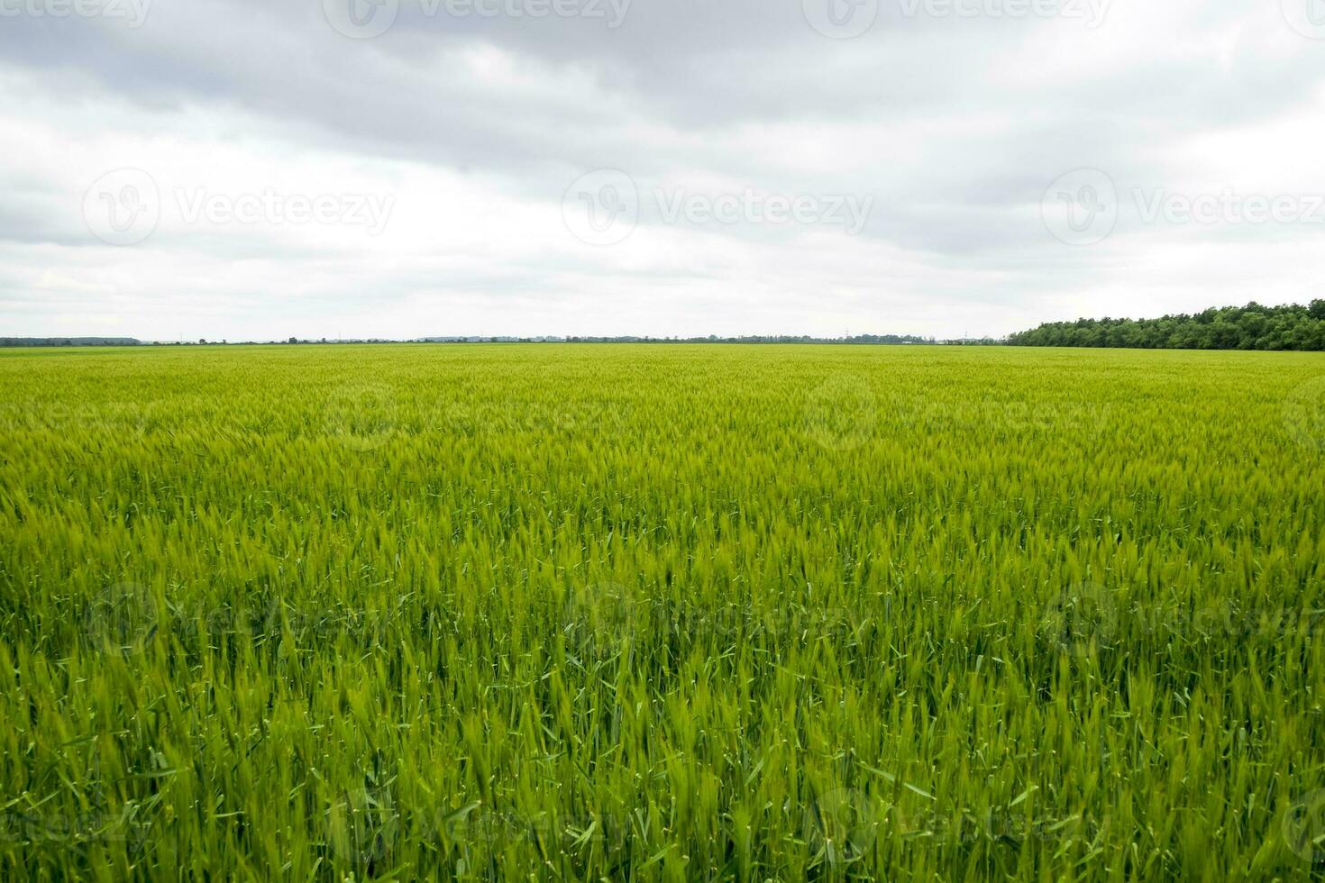 fält av grön omogen korn. spikelets av korn. de fält är korn, lantlig landskap. foto