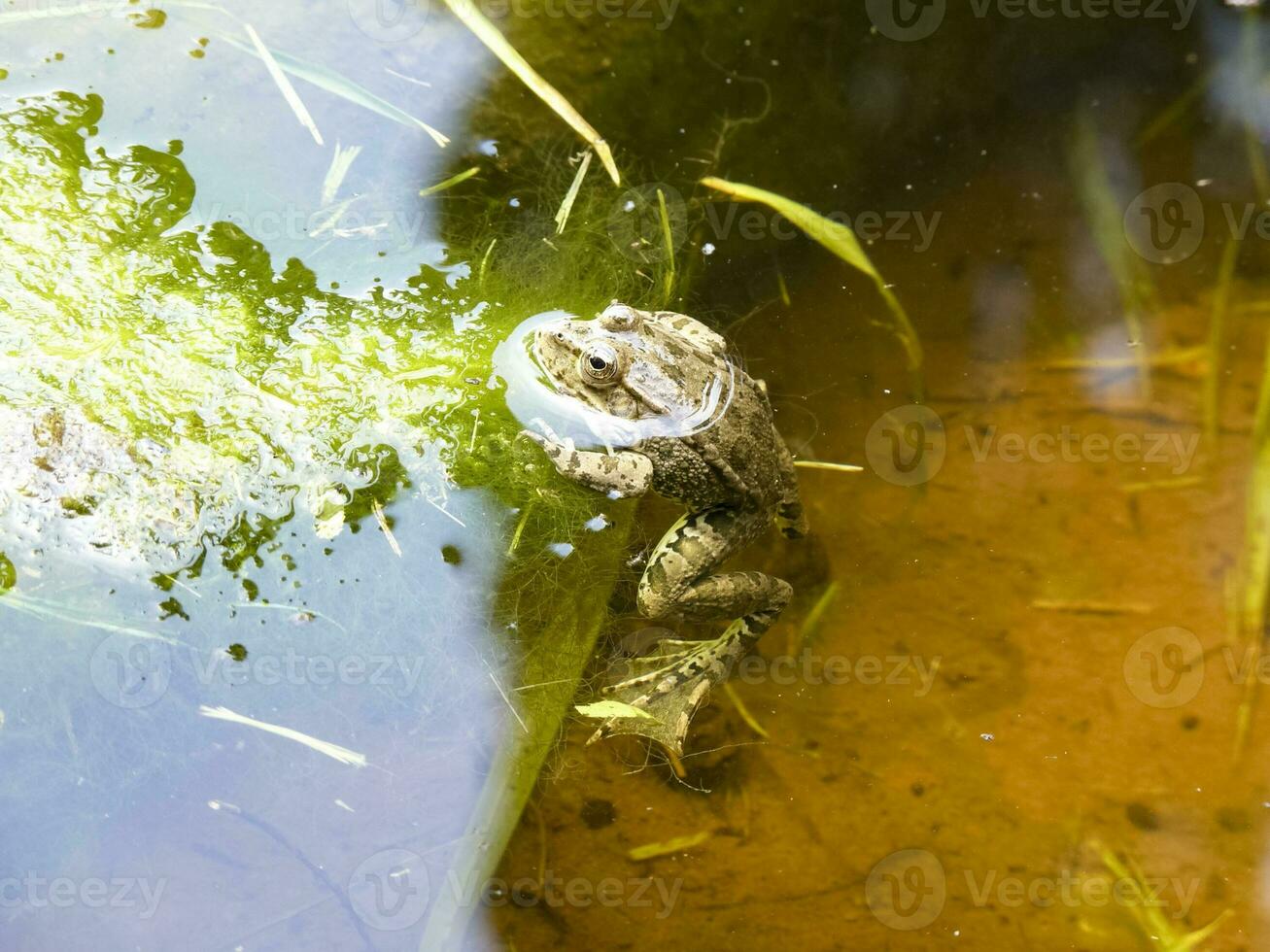 de grön groda. de amfibie groda är vanlig. foto