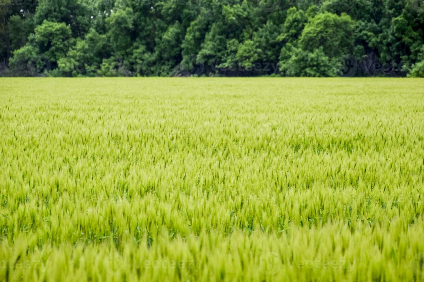 fält av grön omogen korn. spikelets av korn. de fält är korn, lantlig landskap. foto