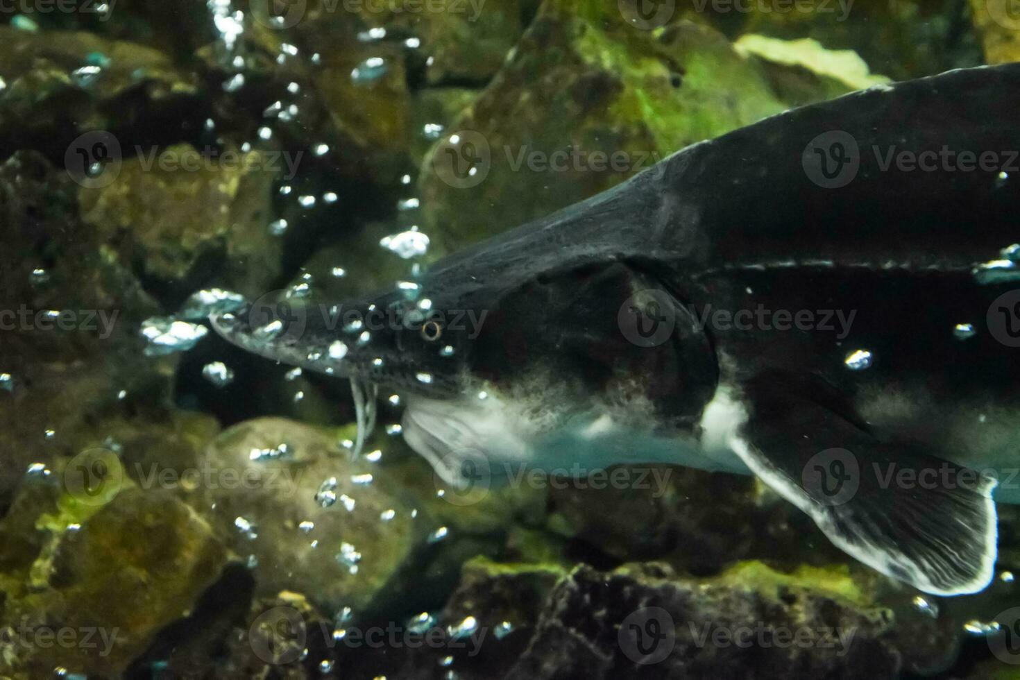 fisk stör simmar i de akvarium av oceanarium. stör fisk foto