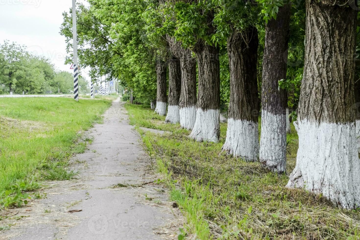 trottoar längs stor träd med vitkalkade stammar. foto