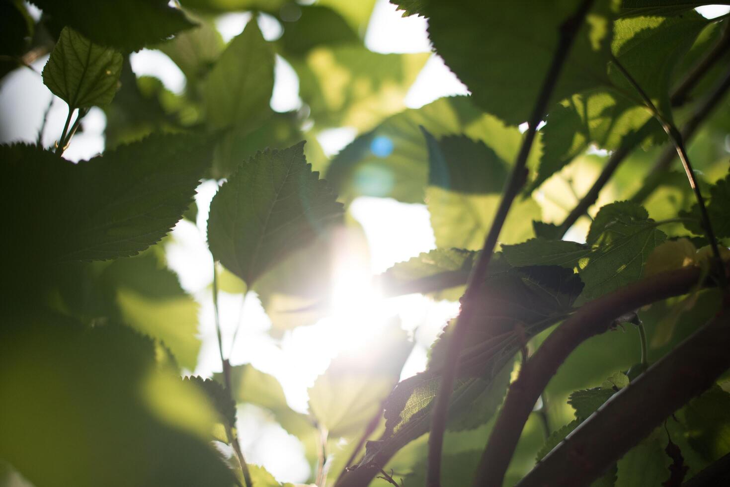 grönt blad i naturbakgrunden foto