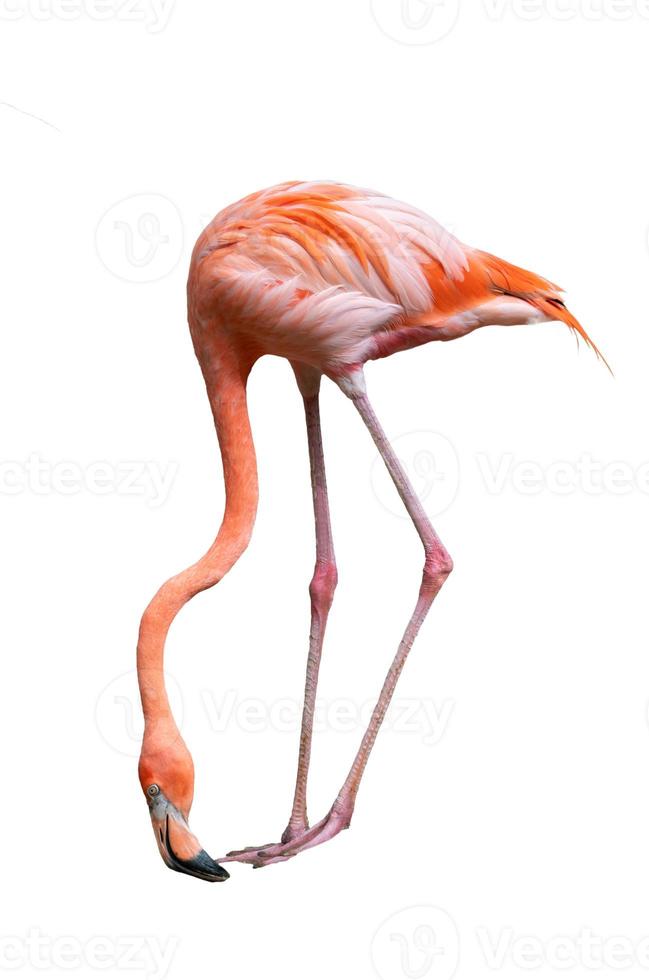 amerikansk flamingofågel phoenicopterus ruber isolerad på vitt foto