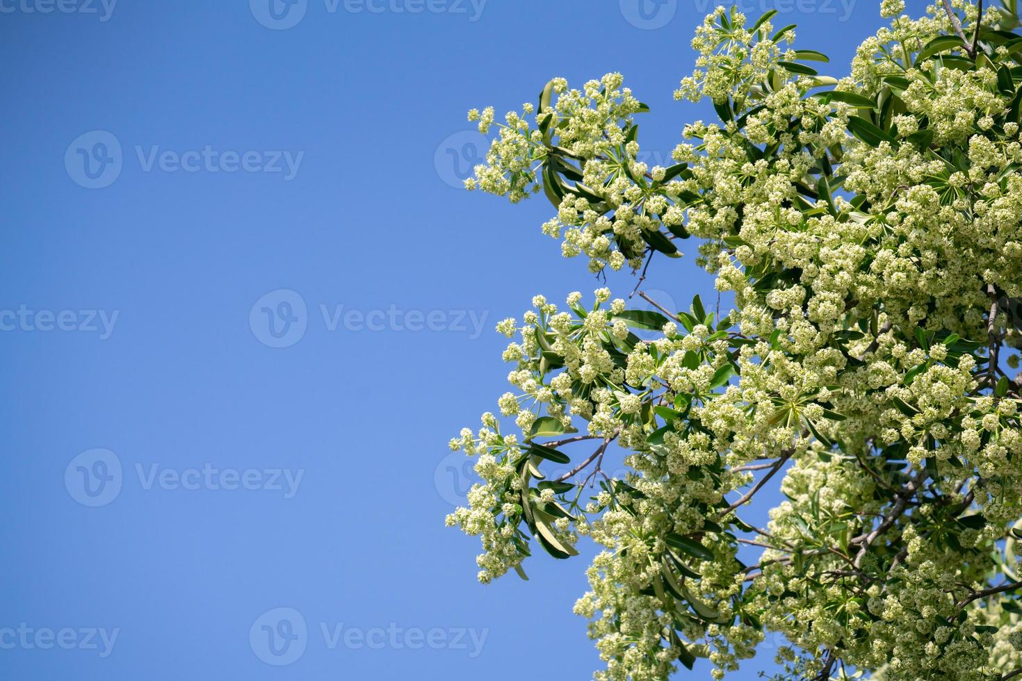 djävulsträdet alstonia scholaris med blommor har en skarp lukt foto