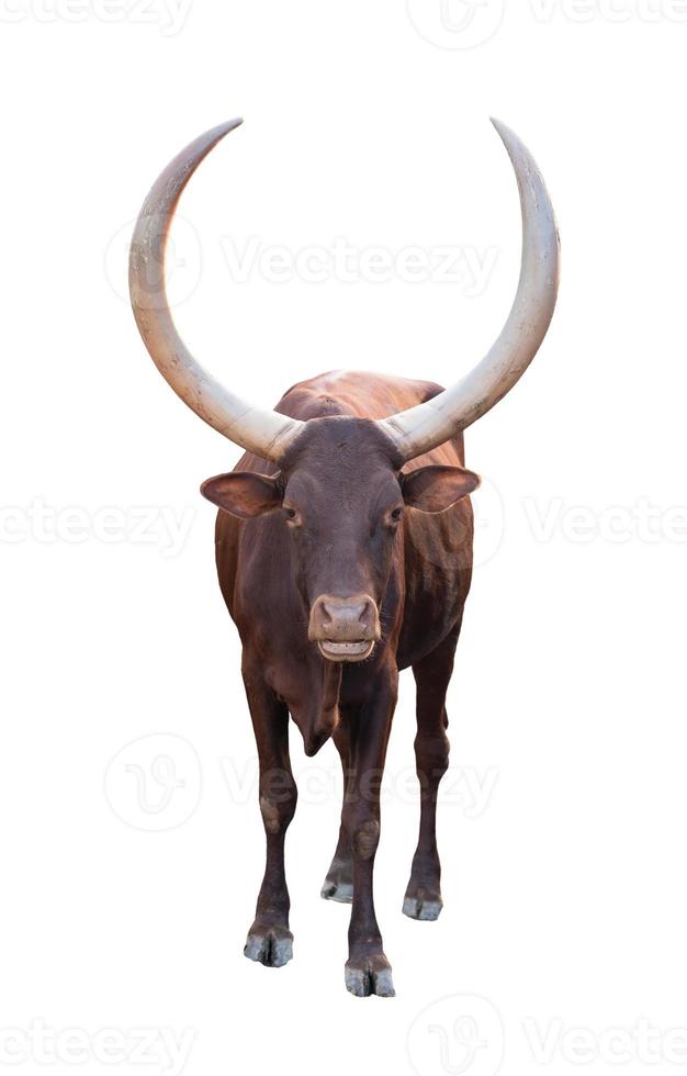 ankole watusi isolerad på vit bakgrund foto