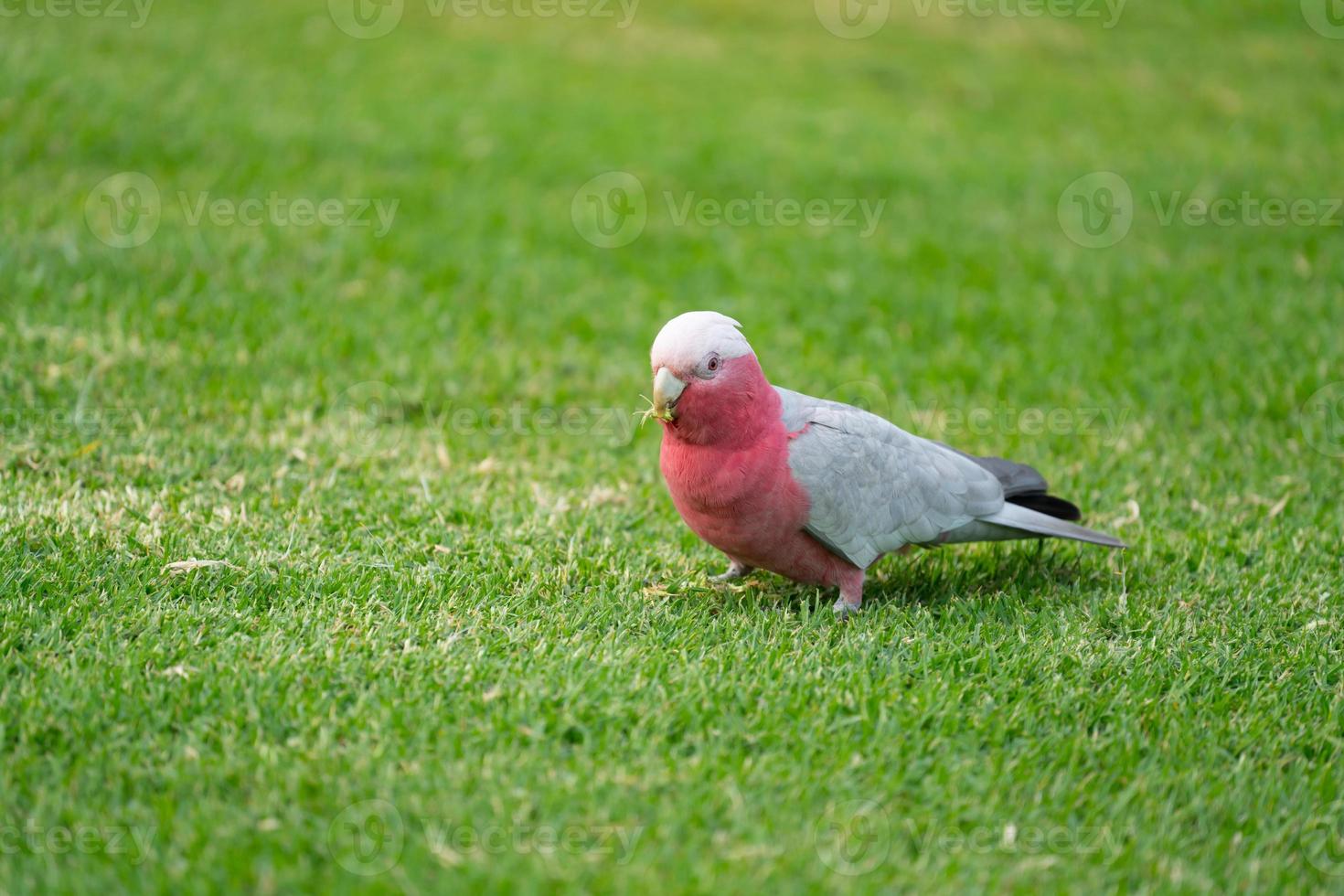 vilda australiska galahs som går på grönt gräs foto