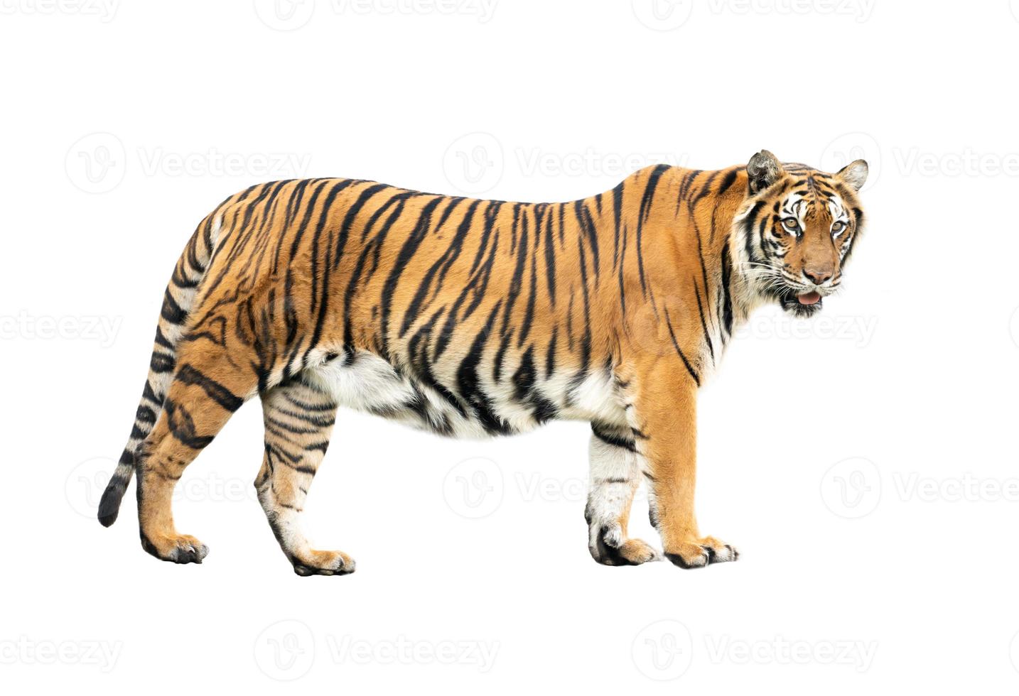 bengalisk tiger isolerad foto