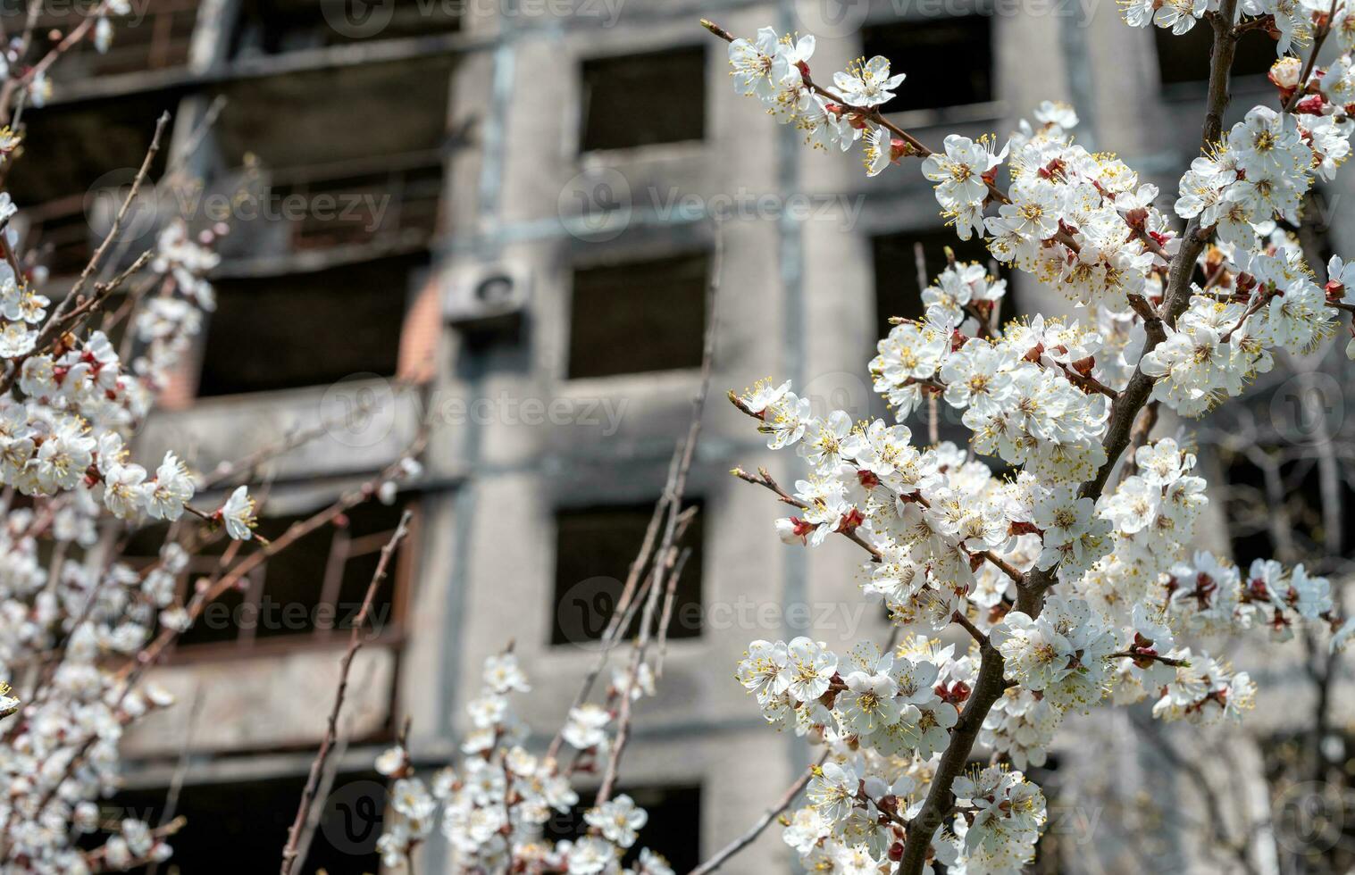 vit blommor mot de bakgrund av förstörd och bränd hus i de stad av ukraina foto