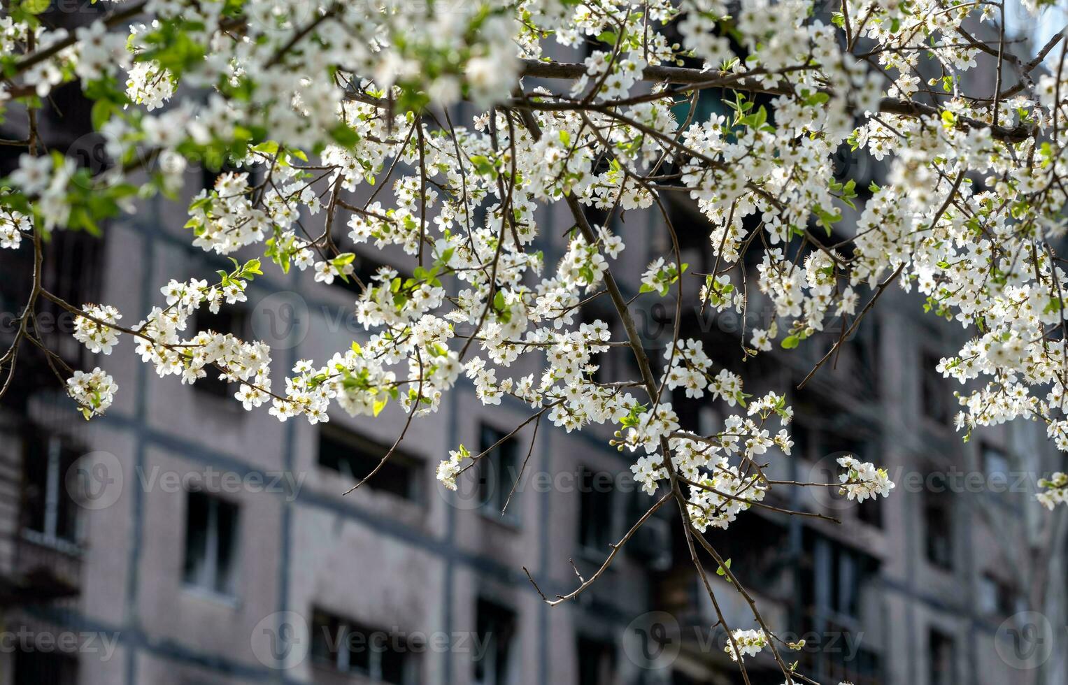 vit blommor mot de bakgrund av förstörd och bränd hus i de stad av ukraina foto