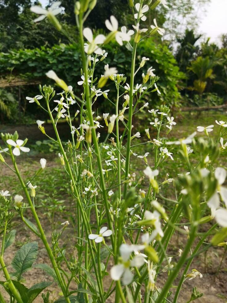 naturens frodig landa är min Land, rädisa blomma kommer växa om igen från detta blomma, ny utsäde träd, detta är kallad generation. foto