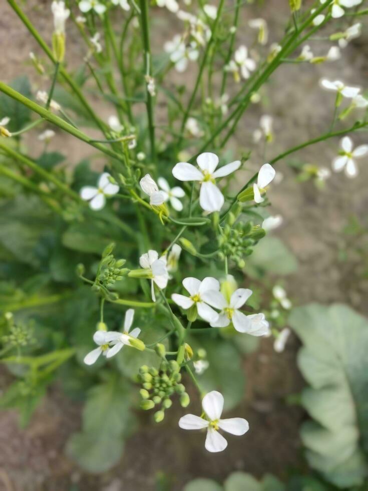 naturens frodig landa är min Land, rädisa blomma kommer växa om igen från detta blomma, ny utsäde träd, detta är kallad generation. foto