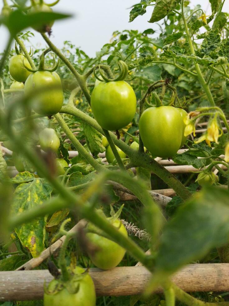 tomat är en mycket användbar vegetabiliska med antioxidanter den där hjälp förhindra cancer. foto