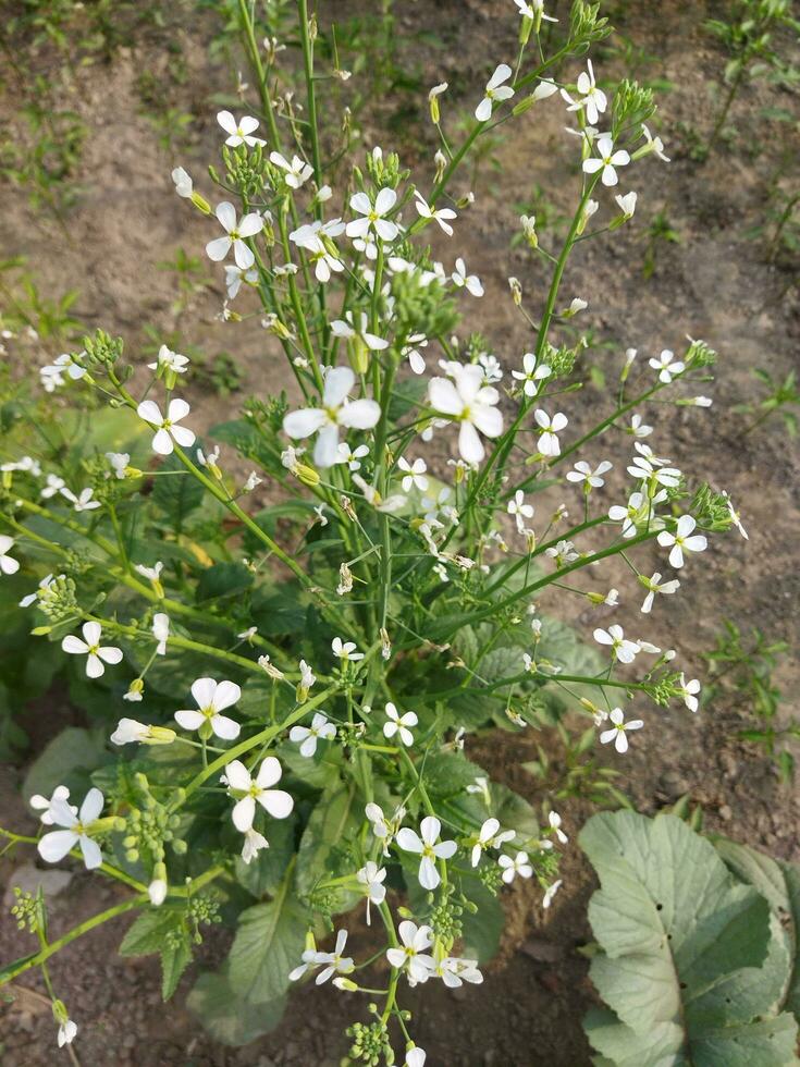 naturens frodig landa är min Land, rädisa blomma kommer växa om igen från detta blomma, ny utsäde träd, detta är kallad generation. foto