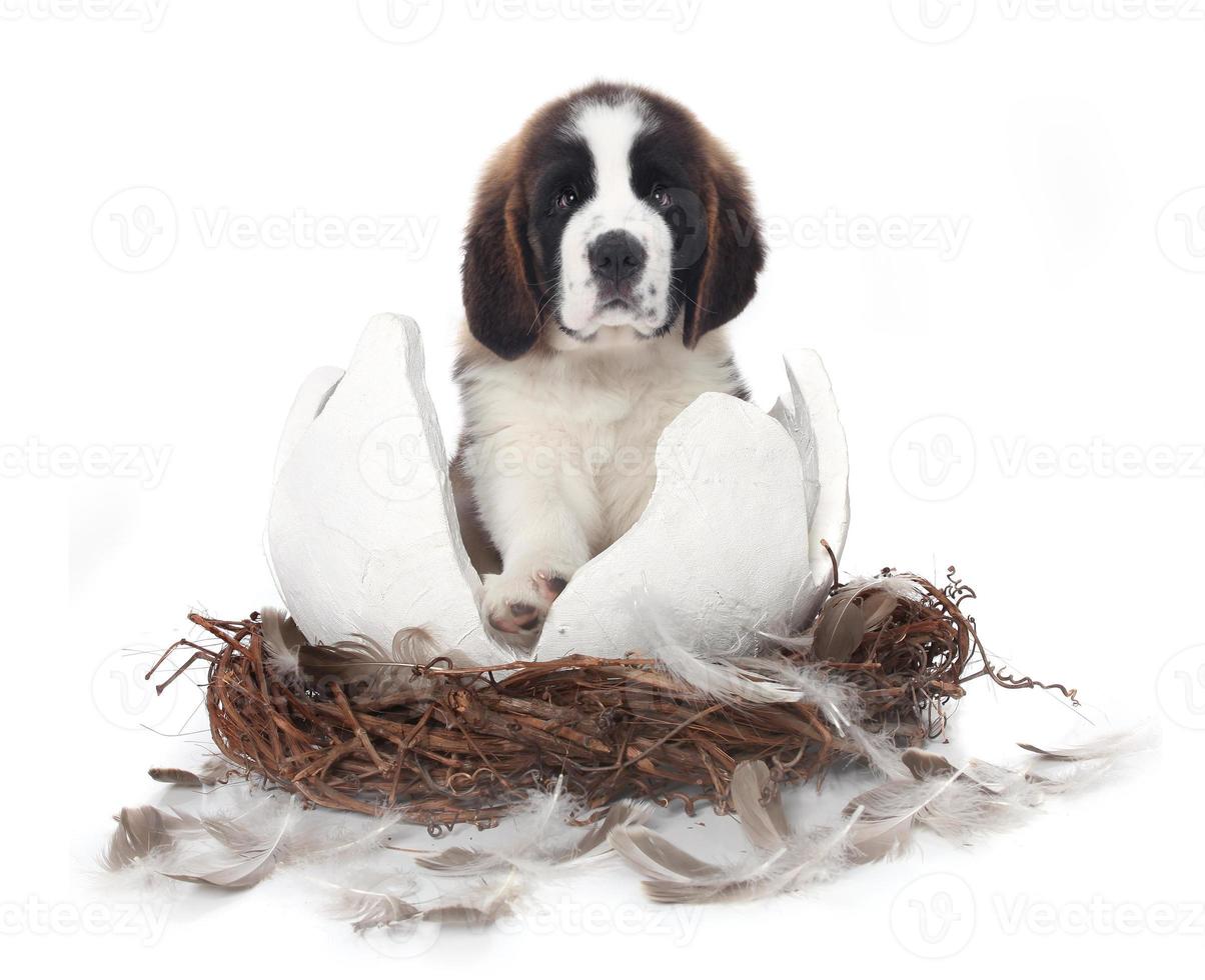 ung saint bernard valp på vit bakgrund foto