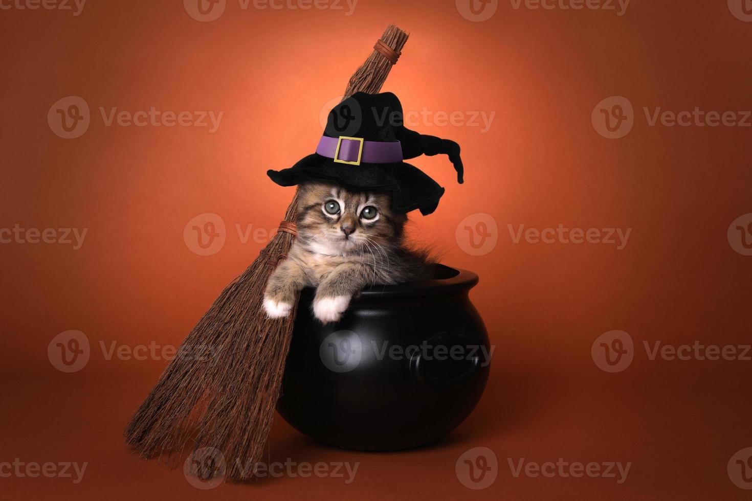 söt kattunge med halloween -häxa foto
