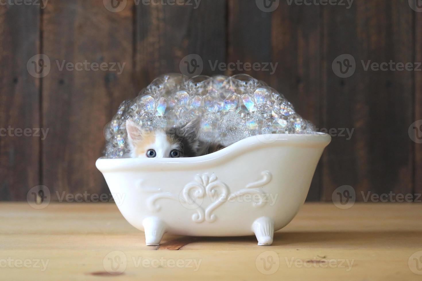 kattunge i ett badkar med bubblor foto